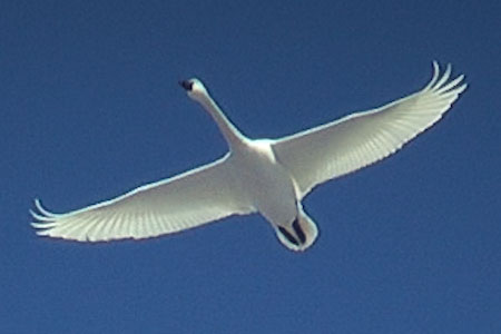 tundra swan